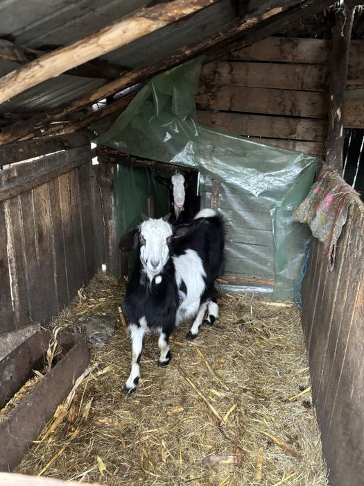 Tap de vanzare (caprele s au dat)