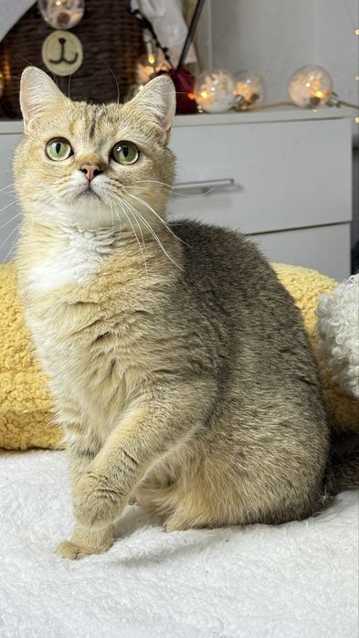британская кошечка