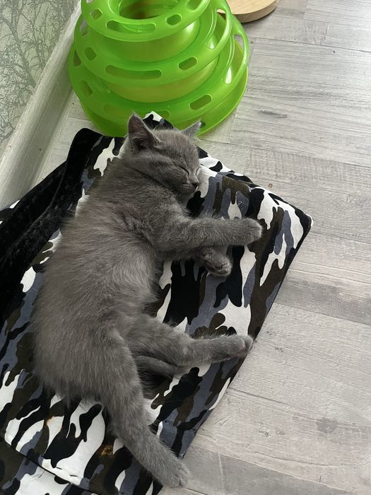 Мальчик скоттиш страйт