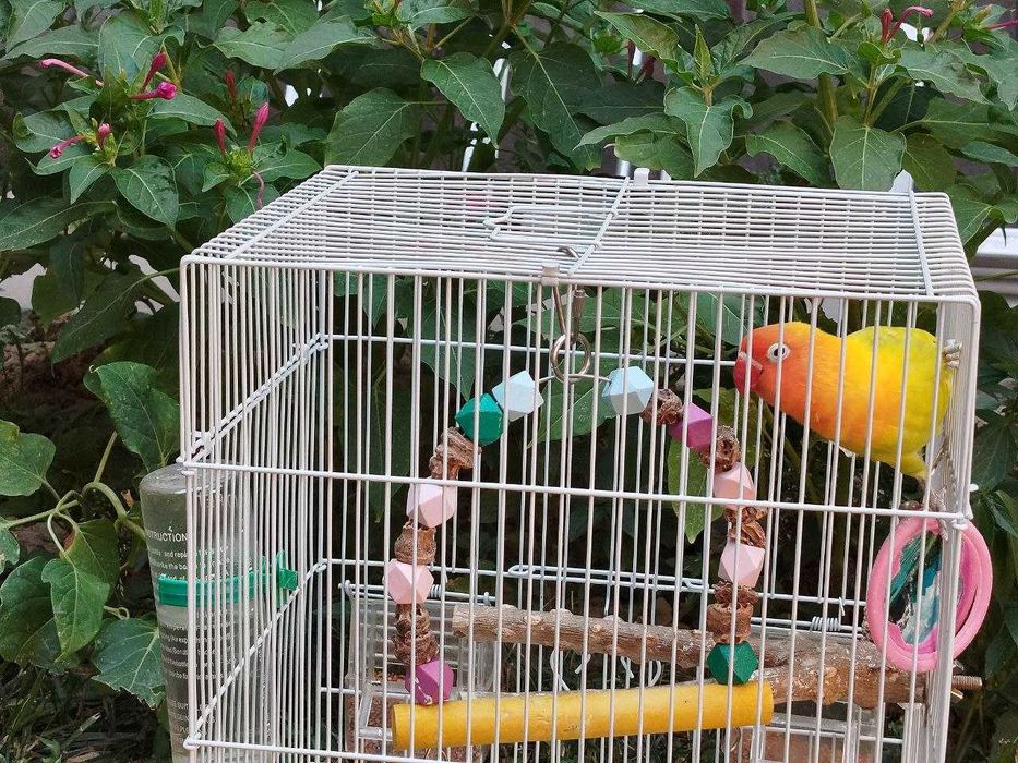 Попугай Неразлучник