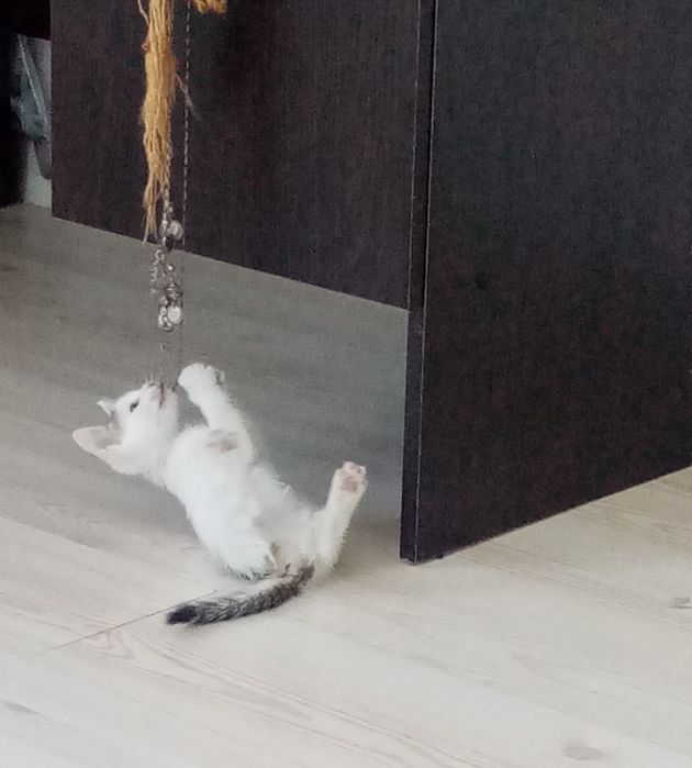 Подарю кисаньку игрунью 1,5 мес.