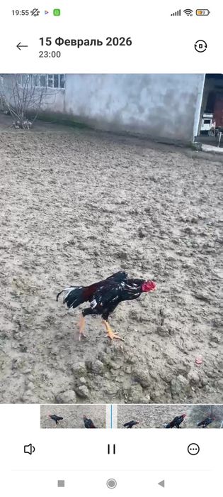 Дакан бойцовый петух