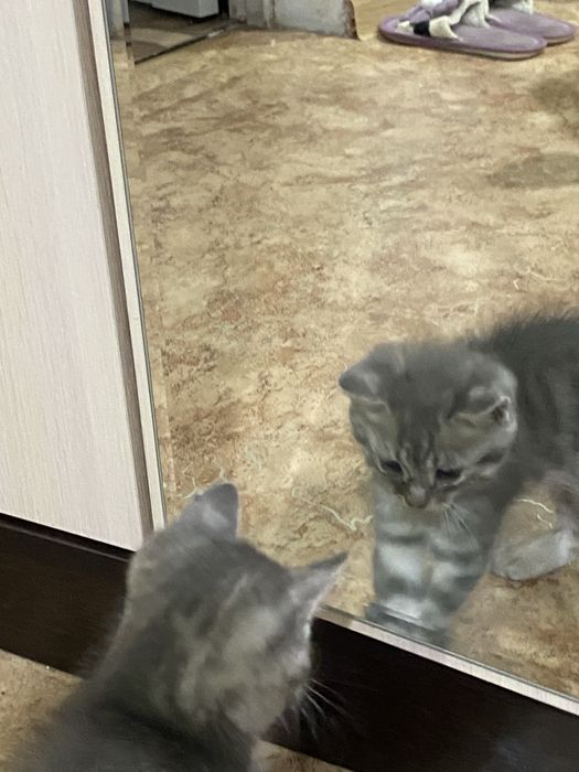 2 котенка. Серый мальчик, цветная девочка
