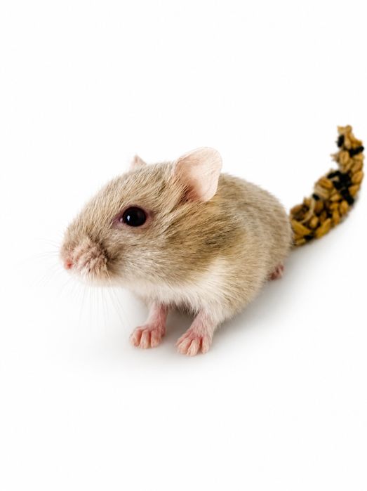 Donez Hamster Pitic ARAD