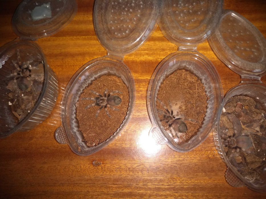 Тарантула Tarantula