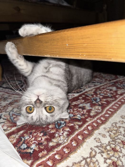 Кошка породистая британская