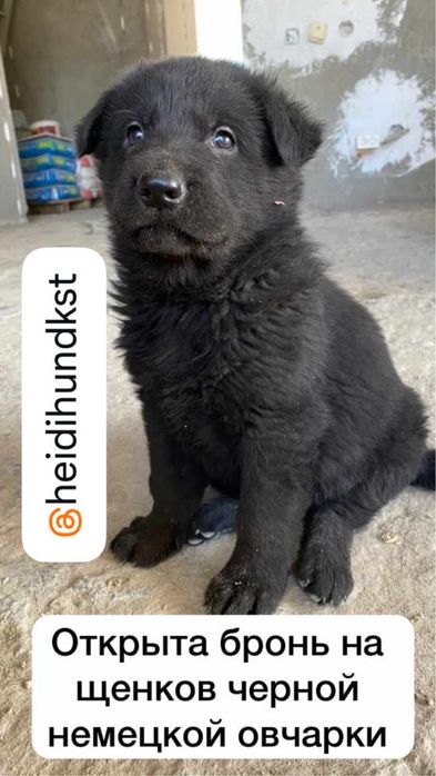 Щенки немецкой овчарки