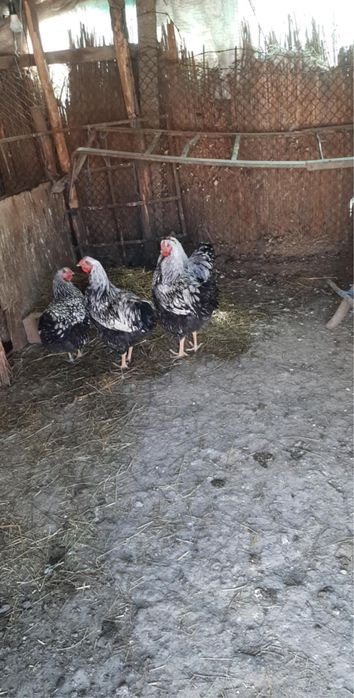 Продават се 3 здрави и красиви петела Wyandotte
