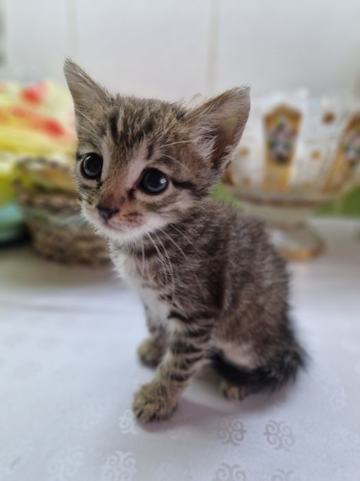 Котёнок  красивенький