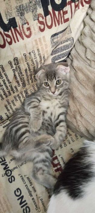 Котенок  девочка