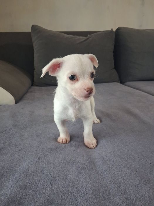 Продавам Чихуахуа