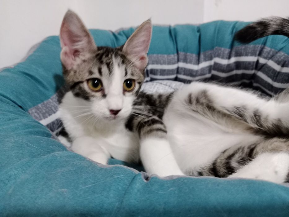 Подрощенный мальчик