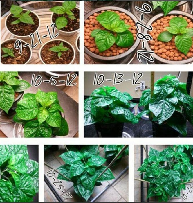 Chocolate Carolina Reaper най-люта чушка в света Гинес Каролина Рипър