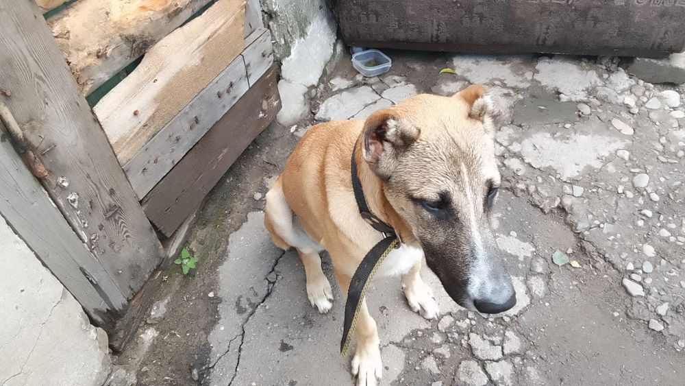 Алабай помесь с овчаркой