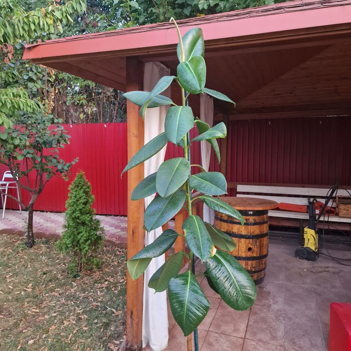 Ficus 2 metri de 6 ani plus ghiveci