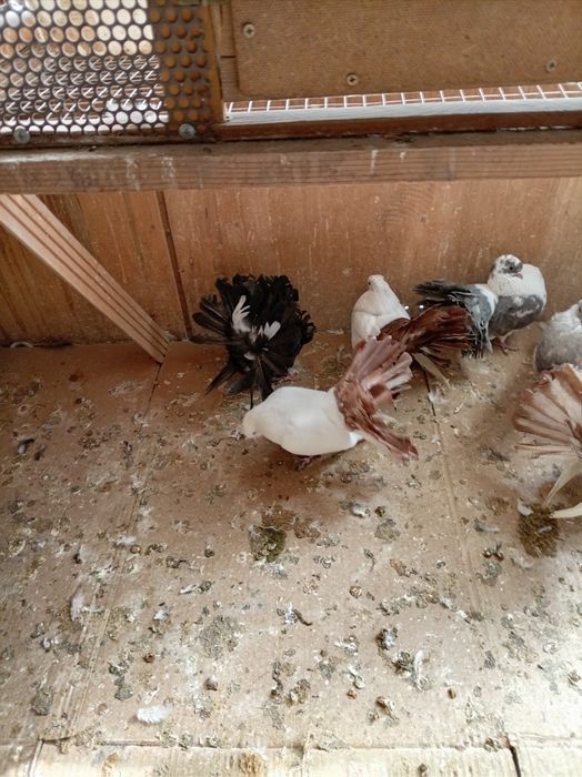 Голуби павлины кептер