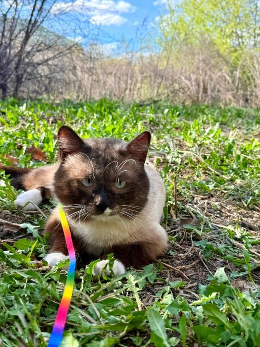 Сиамский кот мальчик