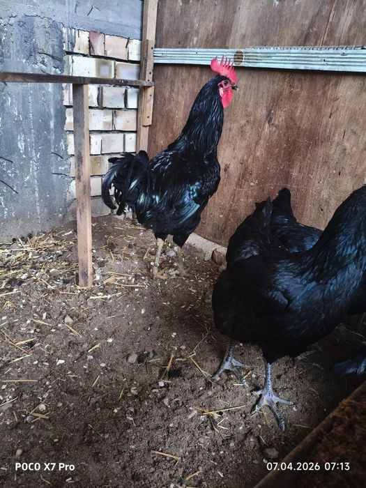 Yosh qora shaxzoda oila sotiladi