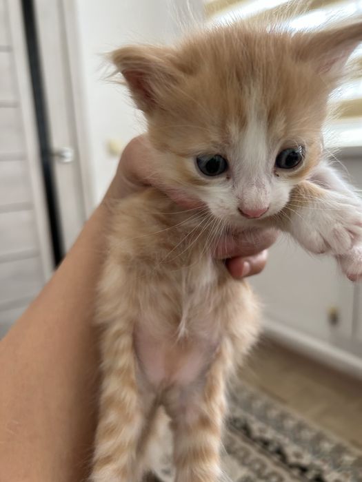 Котенок в добрые руки.