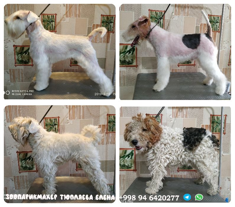 Стрижка груминг собак. Территориально Ц4