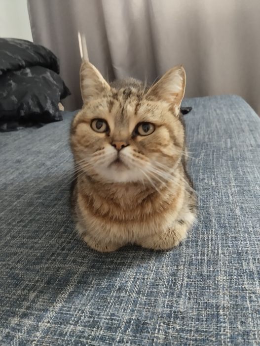 котята шотладнские