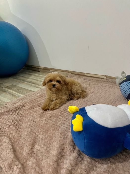 Maltipoo mini -Teddy