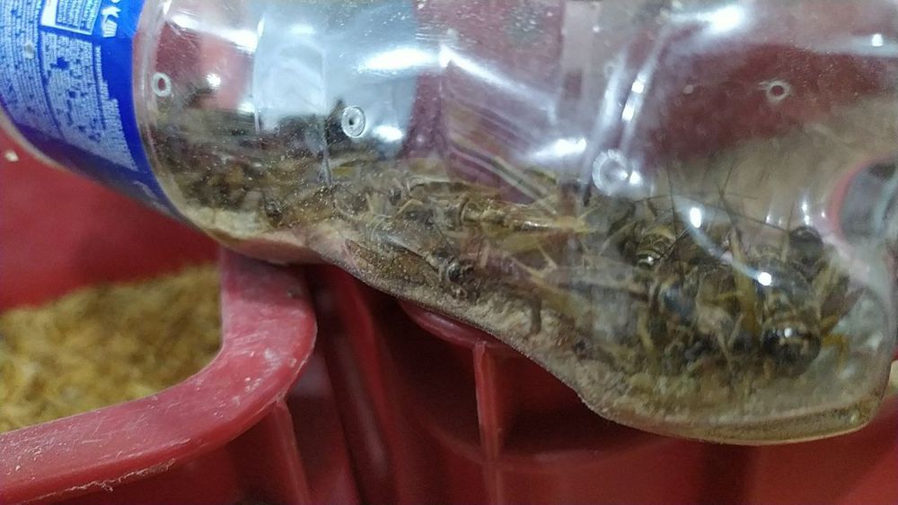 Сверчки живой корм для рептилий и животных.