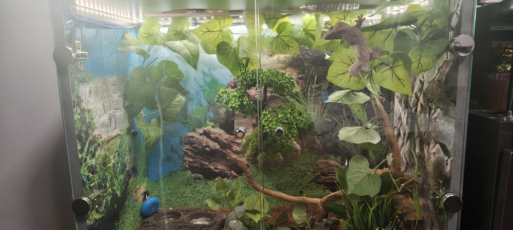 Vând șopârlă Gecko cu terariu – 1.300 lei”.