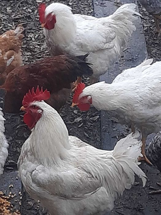 Cocoși de curte tineri frumoși