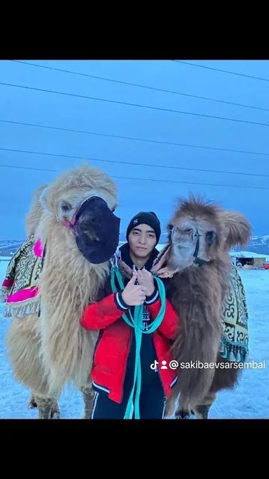 Прокат верблюдами и лошадей