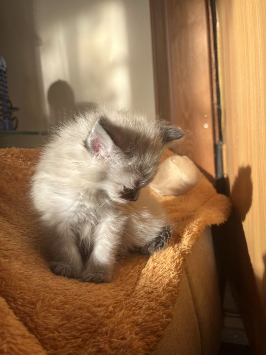Котенок девочка 1,5 месяца