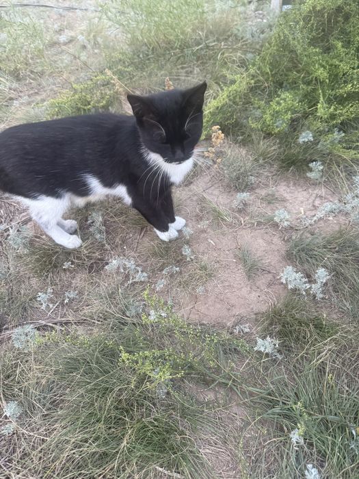 Ищем дом для котенка и кошки