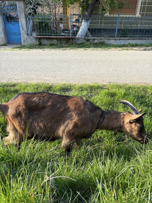 Iadă alpină franceza