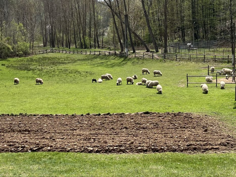 Oi de vanzare! Pret negociabil !