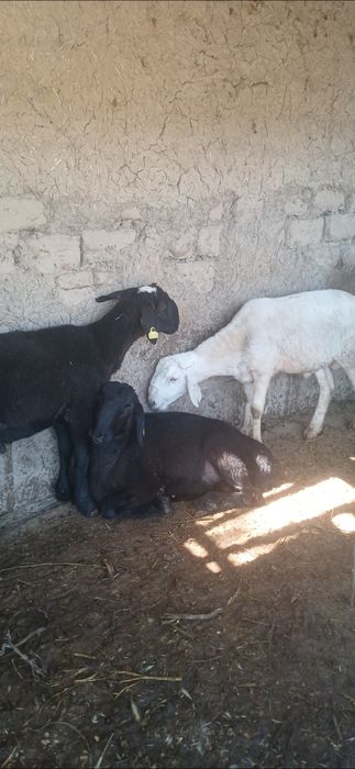 Qurbonlika va aqiqaga qochqorla bor