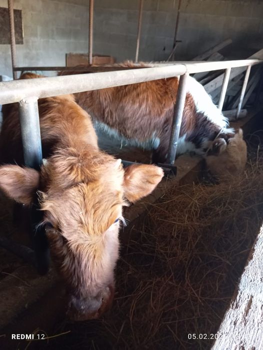 Продам телочки.ургашы.