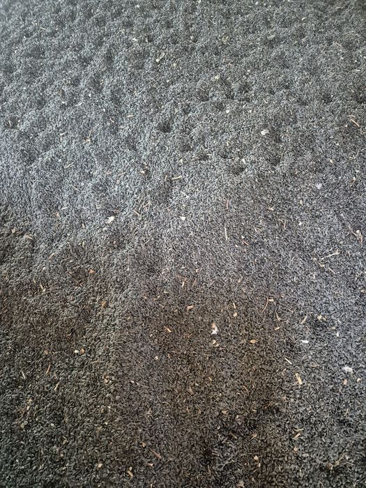 Floarea soarelui