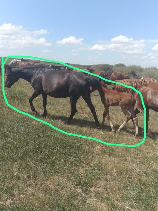 Продам лошадей срочно