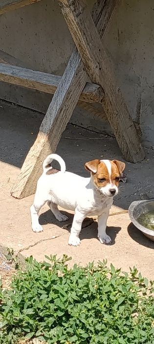 Căței Jakc Russell Terrieri
