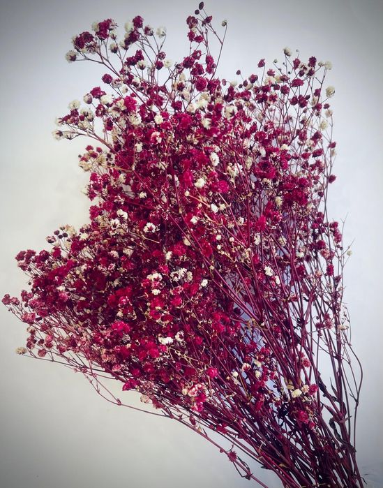 Сухи цветя за аранжиране