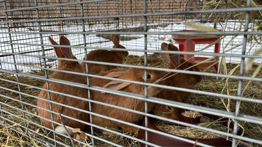 Продам Кроллов порода Бургунды