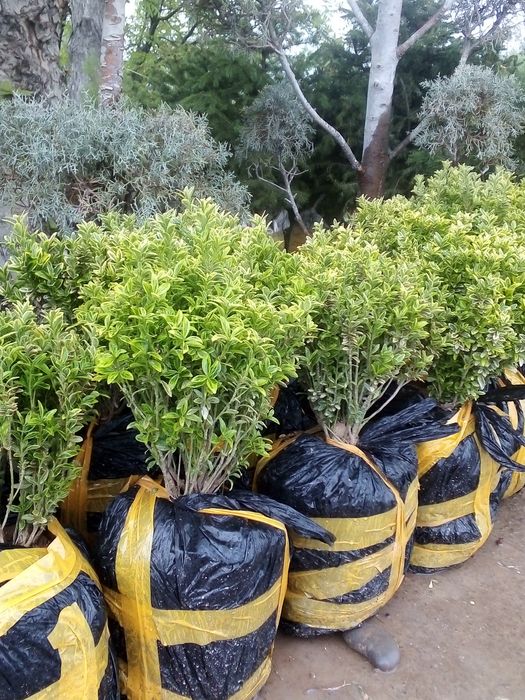 Gazon archalar lanshaft