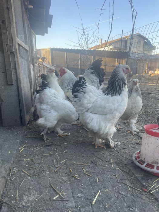 Петли и Кокошки Брама