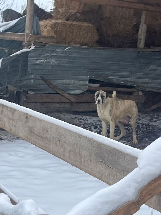 Прививик све сделано