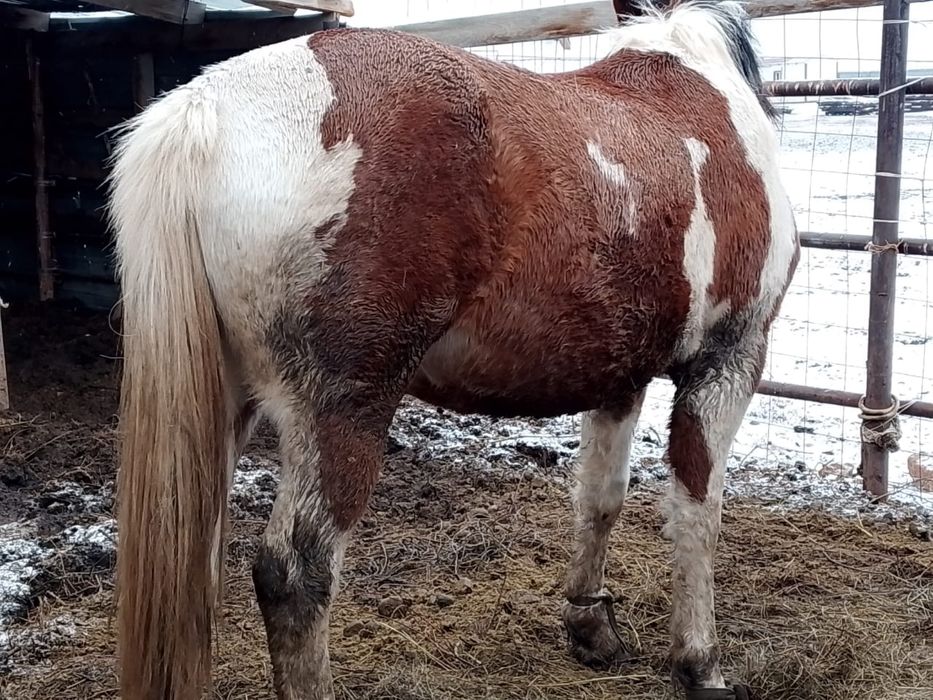 Лошадь продам.Ат сатамын