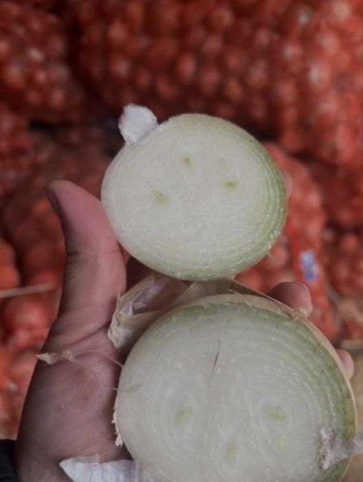 Стардаст. Альба. Блэкстон. Белый лук на зелень. Оргинал.