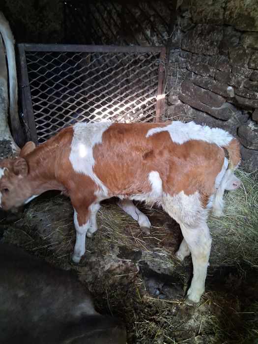 Vand doi vitei baltati