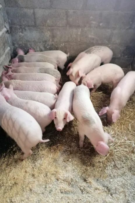 Куры поросята доставка в РИДДЕР