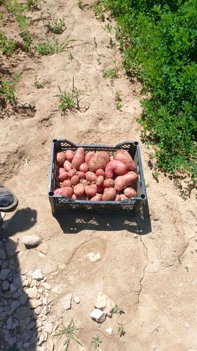 Yangi Qizil kartoshka