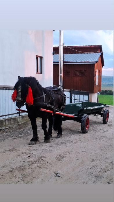 Vând armăsar de 2 ani